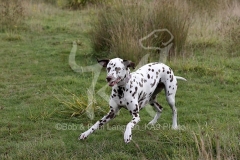 Dalmatian