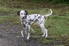 Dalmatian