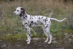 Dalmatian