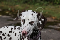 Dalmatian