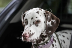 Dalmatian