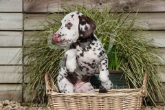 Dalmatian