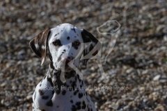 Dalmatian