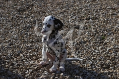 Dalmatian