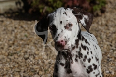 Dalmatian