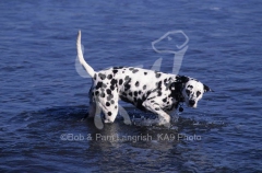 pic04Dalmatian