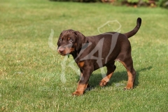 Doberman Pinscher