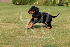 Doberman Pinscher