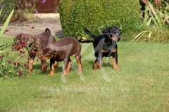 Doberman Pinscher