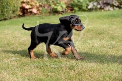 Doberman Pinscher