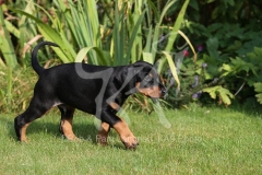 Doberman Pinscher