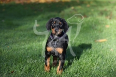 Doberman Pinscher