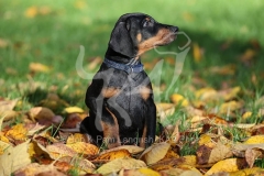 Doberman Pinscher