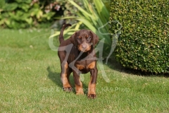 Doberman Pinscher