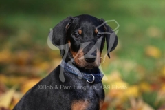 Doberman Pinscher