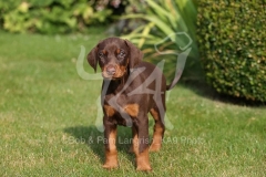 Doberman Pinscher