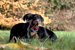 Doberman Pinscher