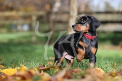 Doberman Pinscher