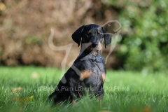 Doberman Pinscher