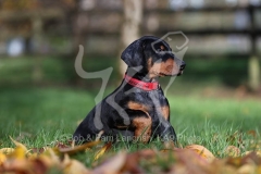 Doberman Pinscher