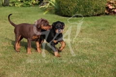 Doberman Pinscher