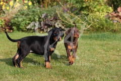 Doberman Pinscher