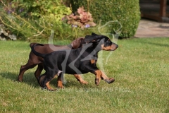 Doberman Pinscher