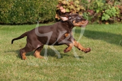 Doberman Pinscher