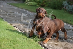 Doberman Pinscher