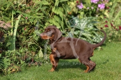 Doberman Pinscher