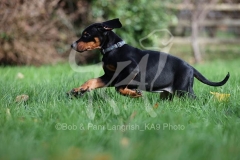 Doberman Pinscher