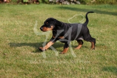 Doberman Pinscher