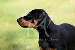 Doberman Pinscher