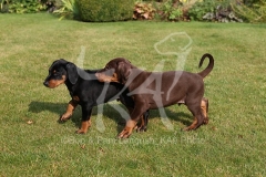 Doberman Pinscher