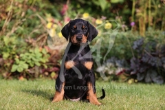 Doberman Pinscher