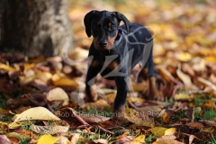 Doberman Pinscher