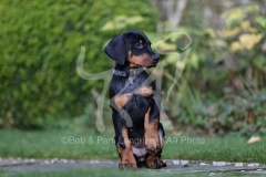 Doberman Pinscher