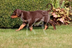 Doberman Pinscher