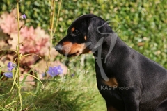 Doberman Pinscher