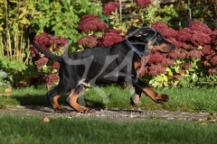 Doberman Pinscher