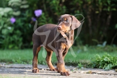 Doberman Pinscher