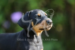 Doberman Pinscher