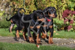 Doberman Pinscher