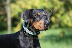 Doberman Pinscher