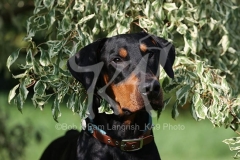 Doberman Pinscher