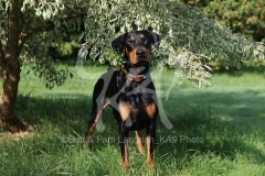 Doberman Pinscher