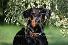 Doberman Pinscher