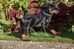 Doberman Pinscher