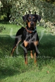 Doberman Pinscher