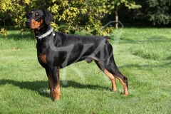 Doberman Pinscher